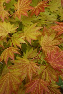 Acer fall color