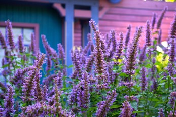 Agastache