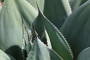 Agave