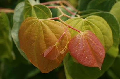 Cercis new growth