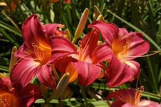 Daylily