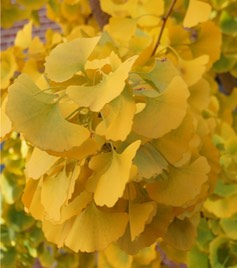 Ginkgo fall color