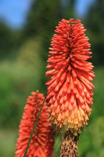 Kniphofia