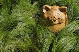 Pig in the grass
