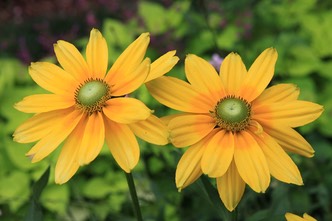 Rudbeckia