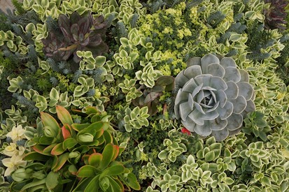Sedum