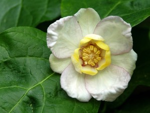 sinocalycanthuscropped